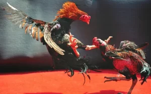 Đá Gà Philippines Alo789 – Sân Chơi Hợp Pháp Đỉnh Cao Cho Bet Thủ Đam Mê