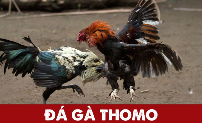 Đá Gà Thomo Alo789 - Hình Thức Cá Cược Đỉnh Cao