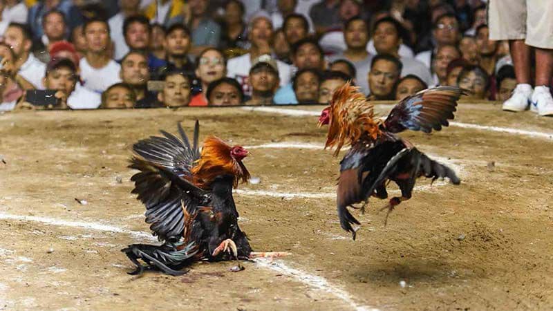 Luật chơi đá gà CPC2 chi tiết