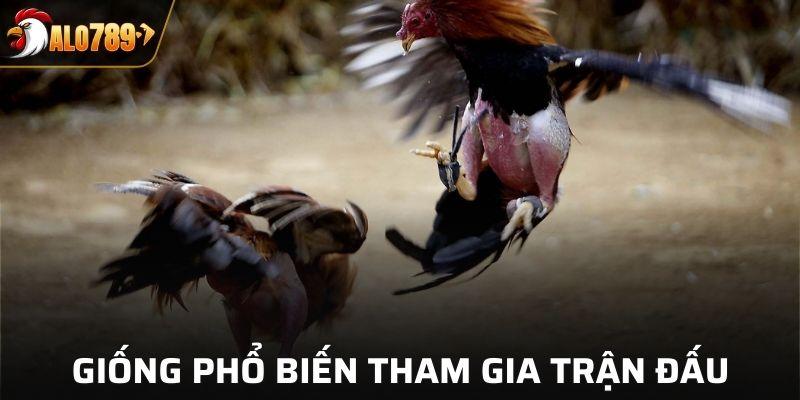 Luật đá gà Campuchia trực tiếp tại Alo789
