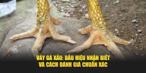 Nhận diện vảy gà xấu – Bí quyết chọn chiến kê chất lượng tại Alo789