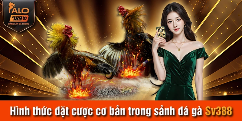 Hình thức đặt cược cơ bản trong sảnh đá gà Sv388